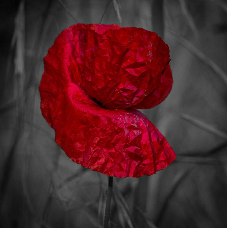 coquelicot.jpg