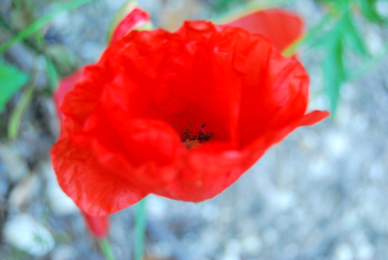 COQUELICOT 026.JPG