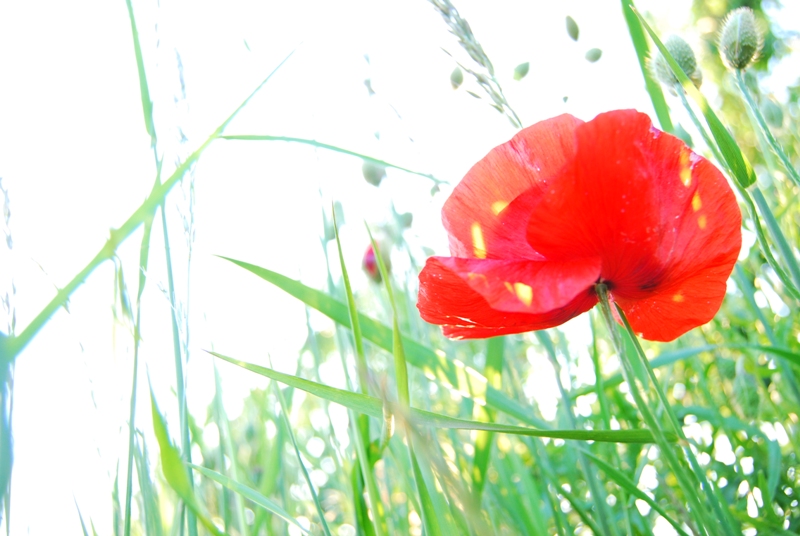 COQUELICOT 099.JPG