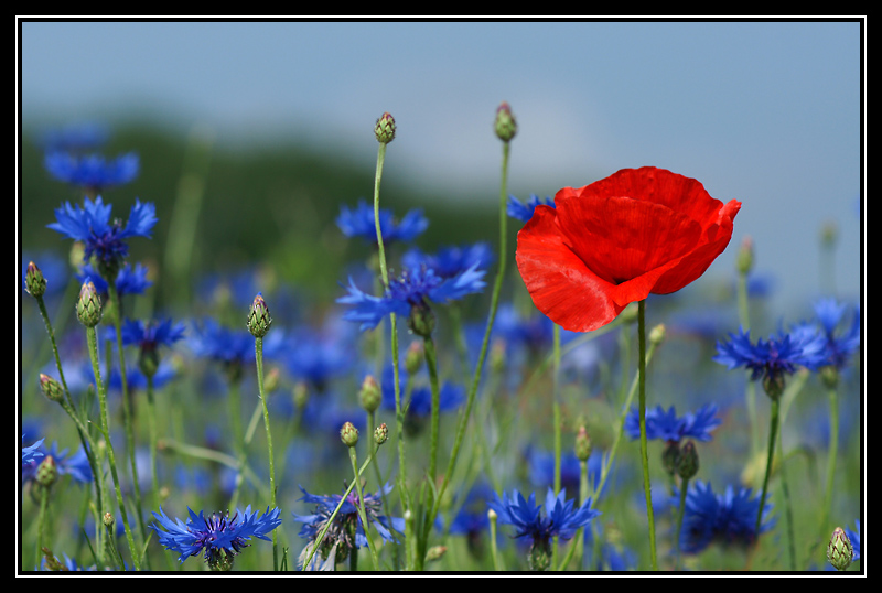 DSC02538-lr3.jpg