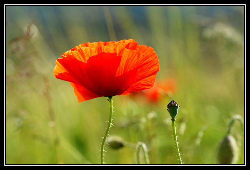 DSC02294-lr.jpg