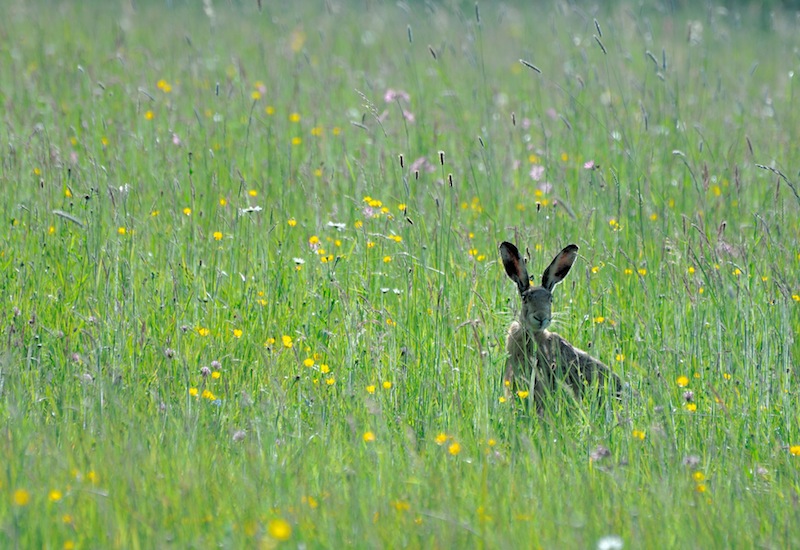 DSC_1099 Bis copie.jpg