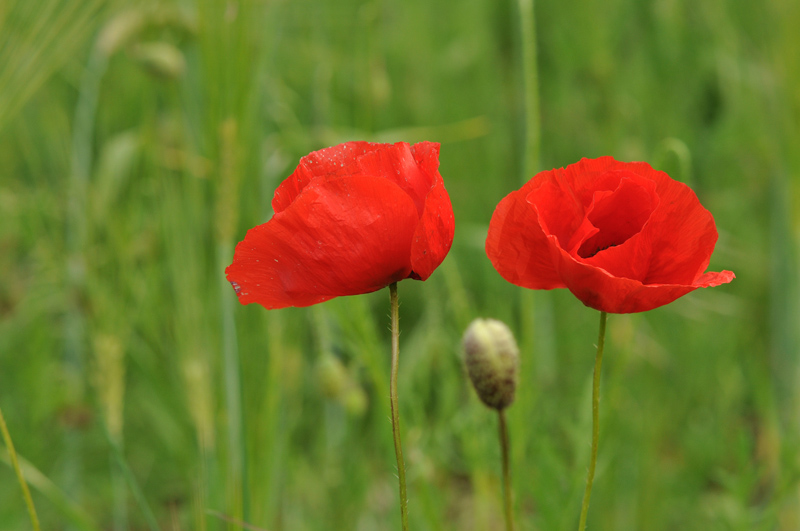 DSC_6370.jpg