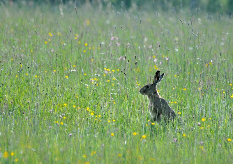 DSC_1092_01 copie.jpg
