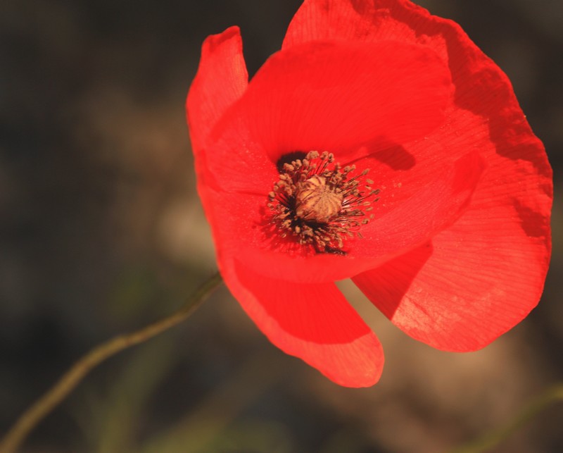 macro rouge.JPG