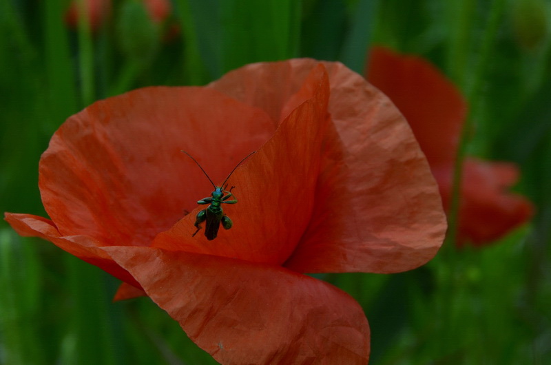 Coquelicot2.JPG