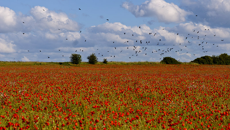 coquelicots i et n.jpg