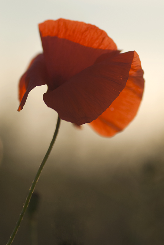 coquelicot 3 i et n.jpg