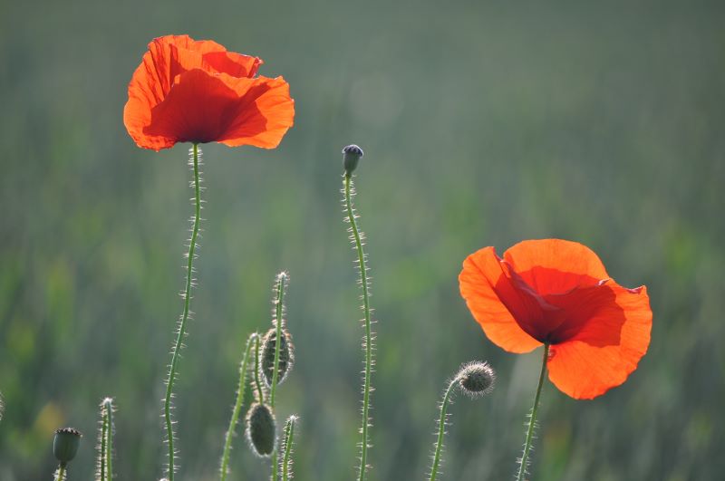 Coquelicots (800x531).jpg