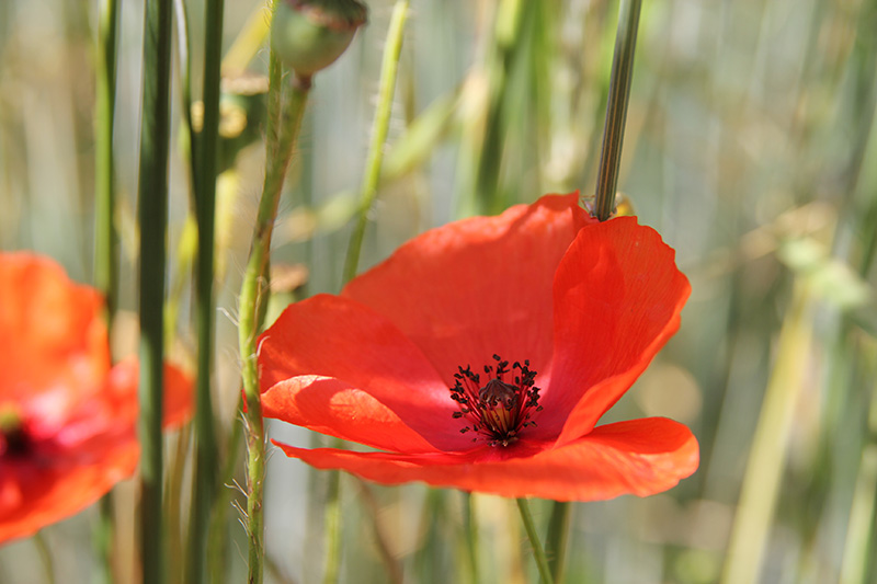 coquelicot2.jpg