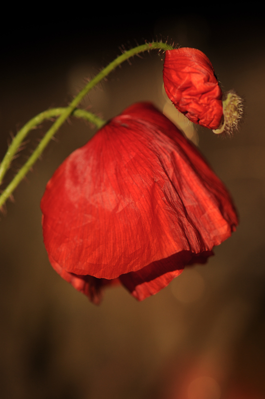 De t2 028 800.jpg