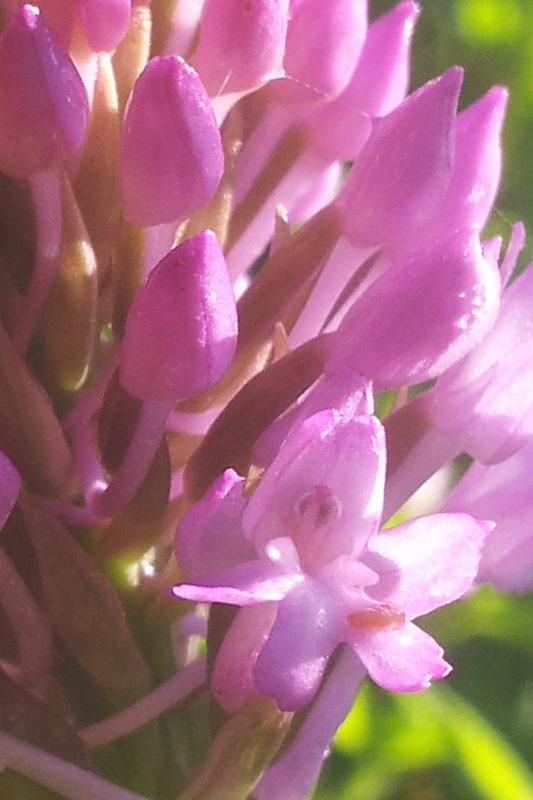 20130527_084425_détail.jpg