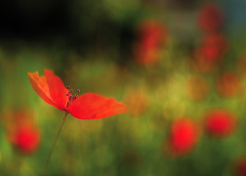 coquelicot_800.jpg