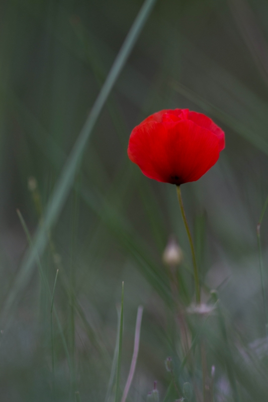 coquelicot.jpg
