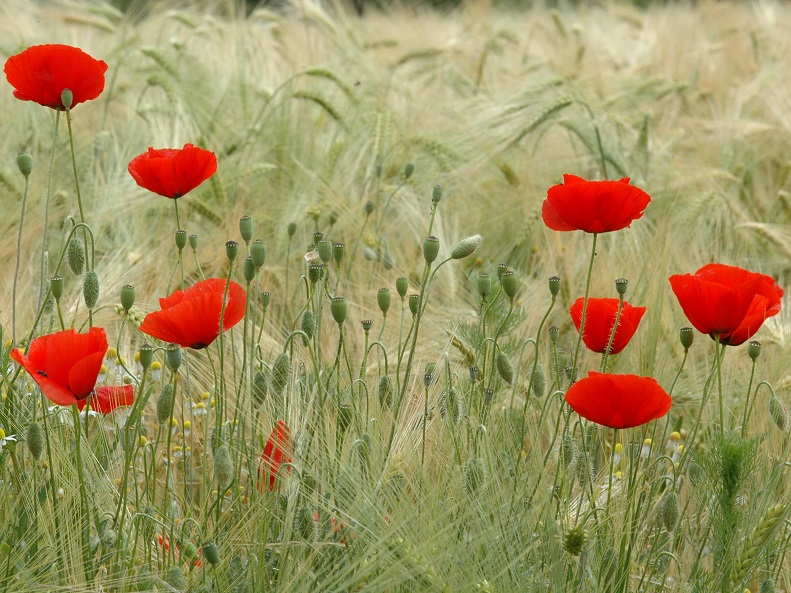 Coquelicot1.jpg