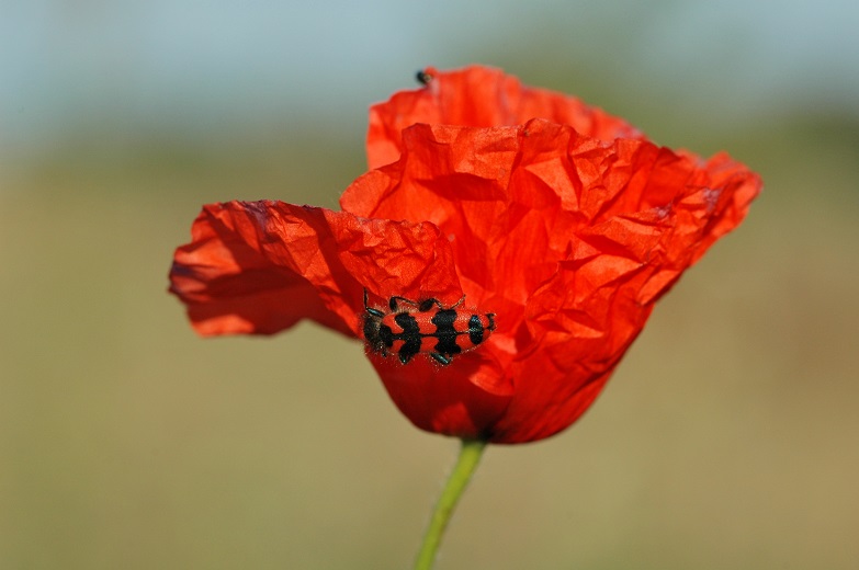 Coquelicot2.jpg