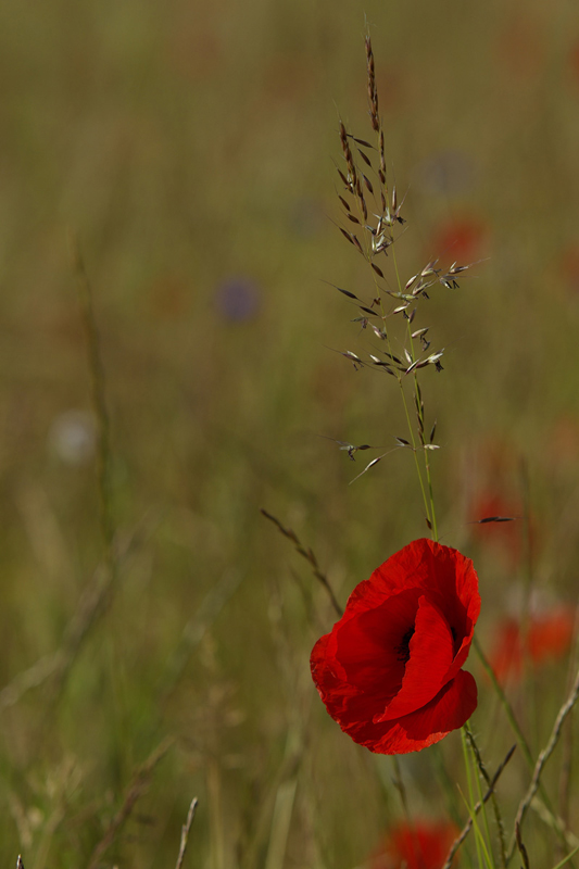 _IGP7782.jpg
