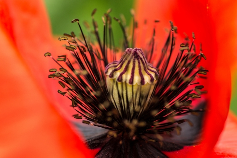 glace de coquelicot.JPG