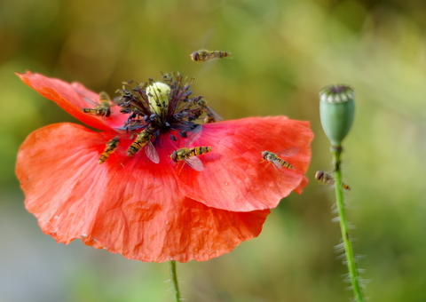 Coquelicot 1.JPG