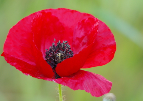 Coquelicot 2.JPG