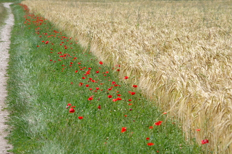 Coquelicot 3.JPG