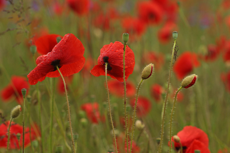 Concours coquelicot 3.jpg