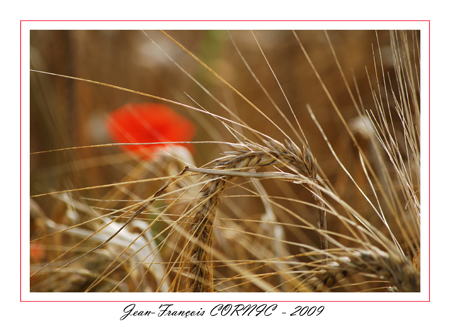 coquelicot _2.jpg