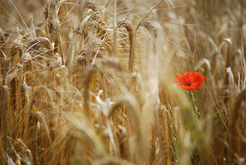 coquelicot.jpg