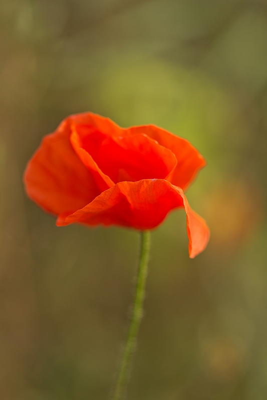 IMG_7086.JPG