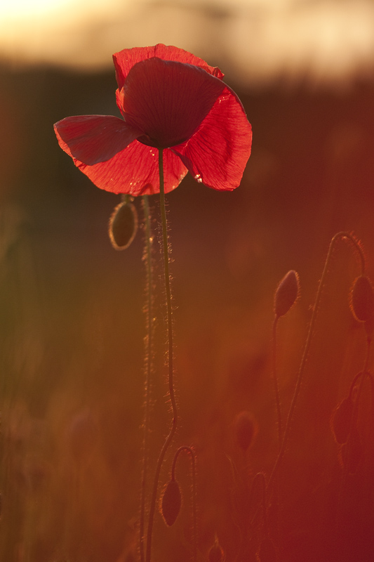 coquelicot-concours.jpg