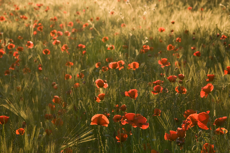 coquelicot 3.jpg