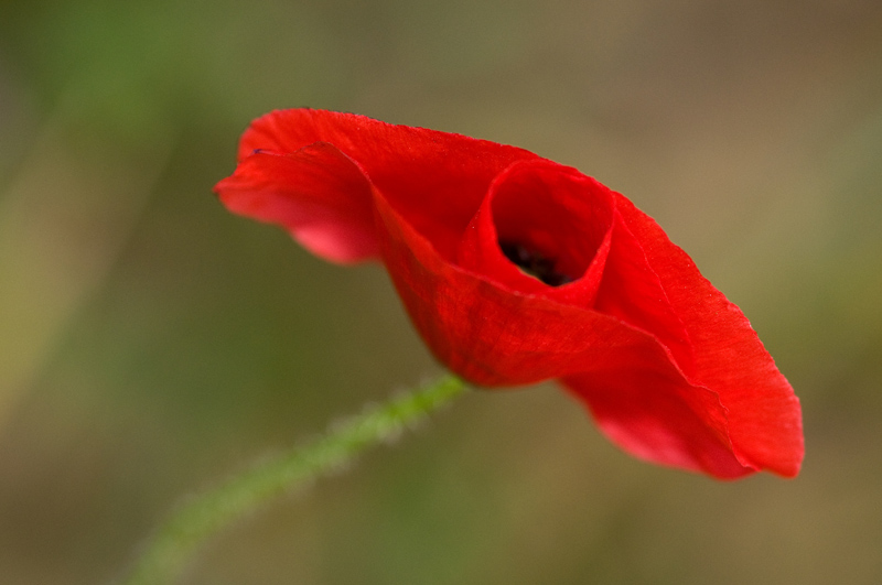 coquelicot 1.jpg