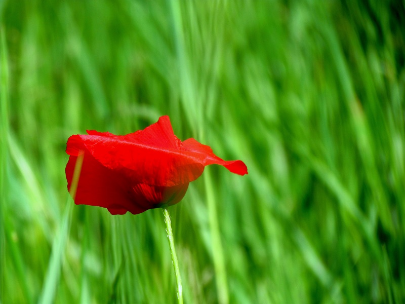 LorraineGAY_3.JPG