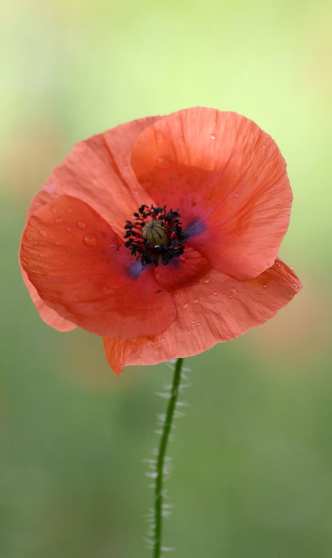Coquelicot 2-PGV-Juin 2012-DUCLOS M - Copie.JPG