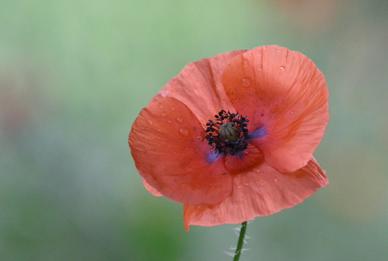 Coquelicot-PGV-Juin -DUCLOS M.JPG