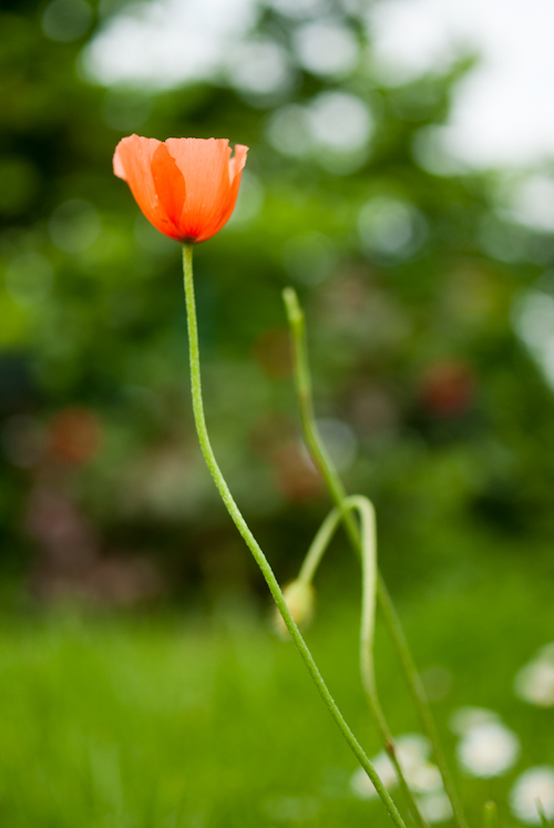 coquelicot.jpg