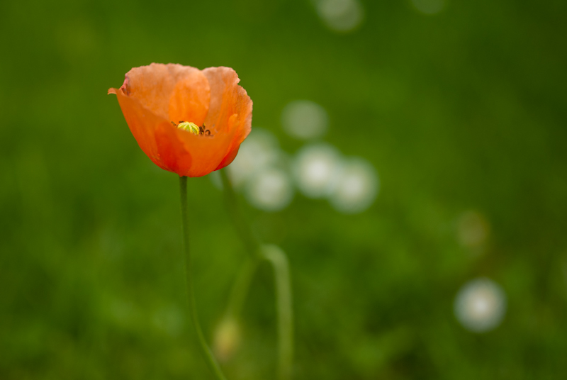 coquelicot-2.jpg