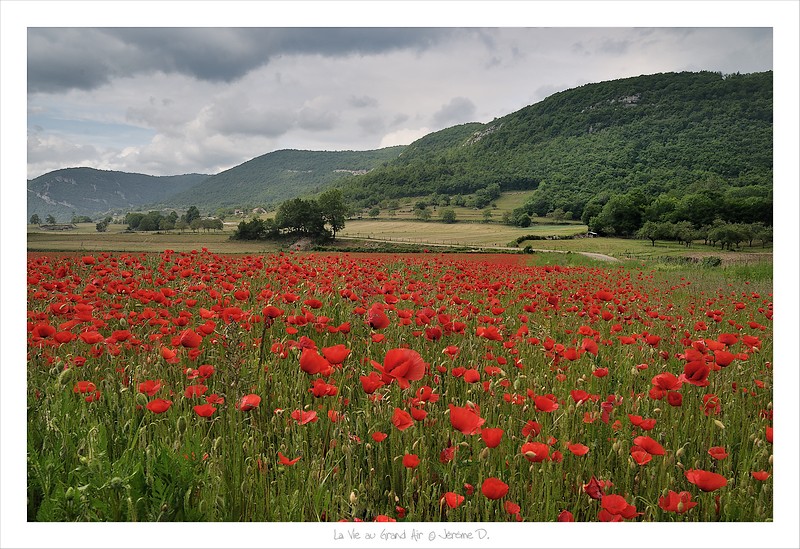 concours coquelicot 2.jpg