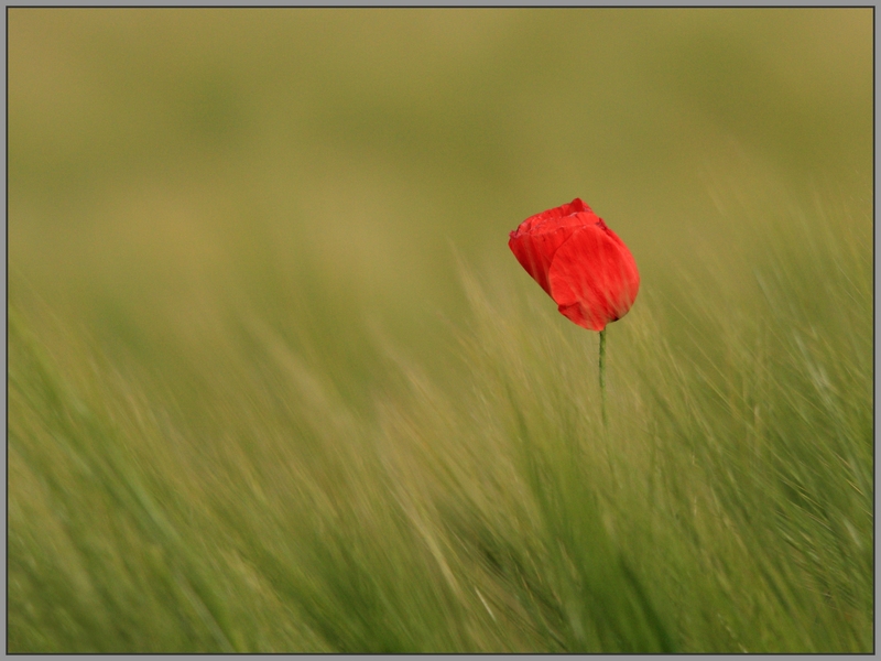 Coquelicot D1.JPG