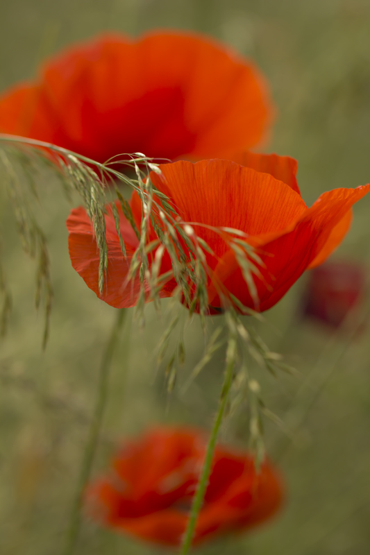 coquelicot 1.jpg