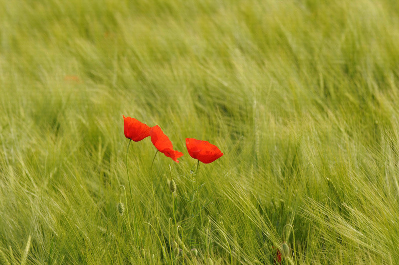 concours coquelicot 2.jpg