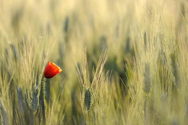 concours coquelicot 1.jpg