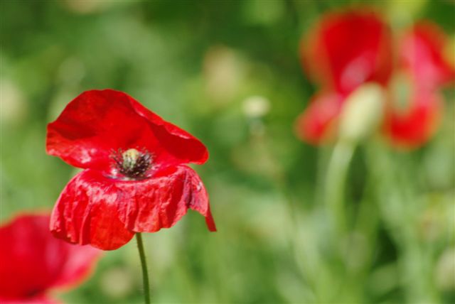 IMGP1677.jpg