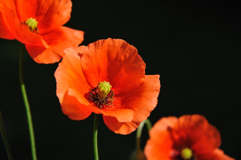 coquelicot07.jpg