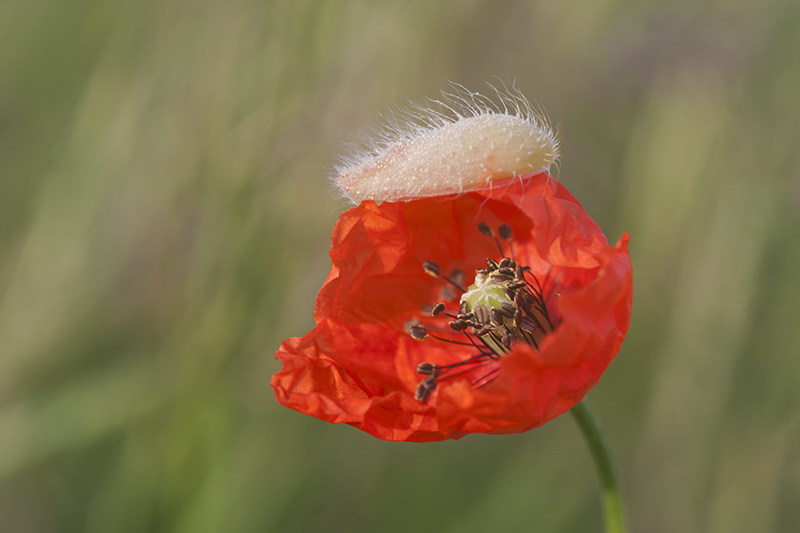 coquelicot-5.jpg