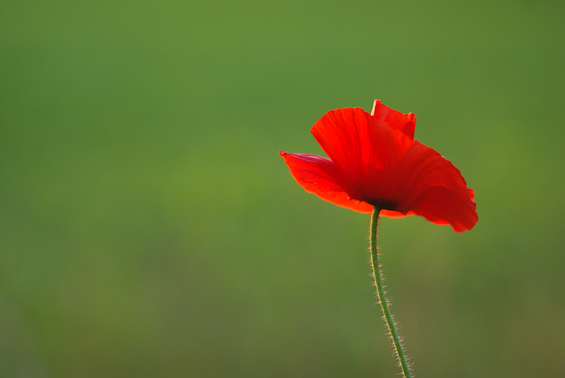 V.Guillemot_coquelicot-3991.jpg