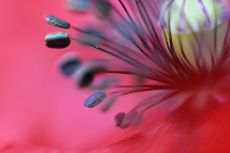 _MG_5347.jpg