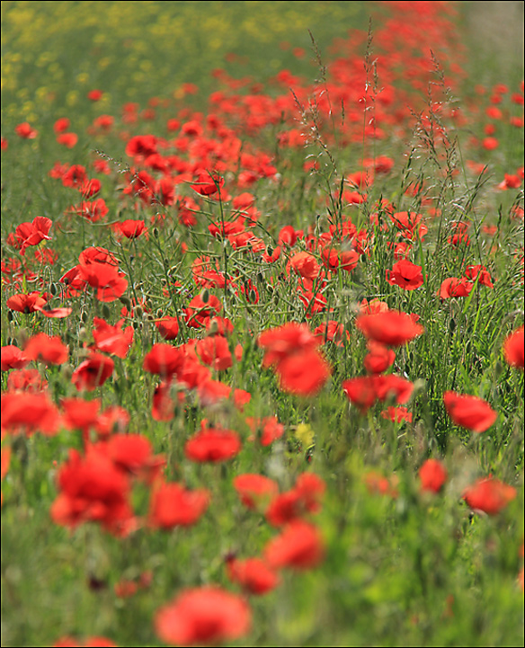 Coquelicot 01.jpg