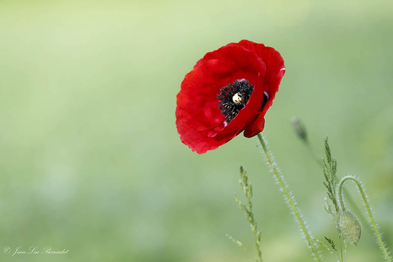Coquelicot de juin.JPG