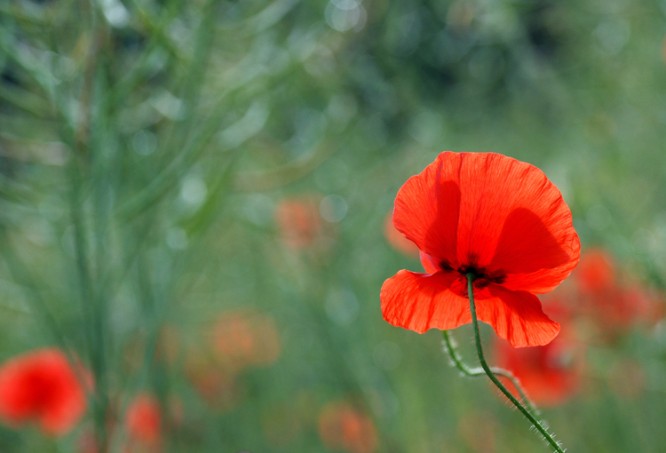 Jolis, les coquelicots ..9 red +.jpg